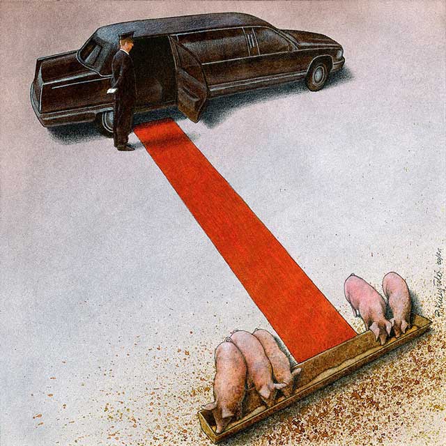 pigs